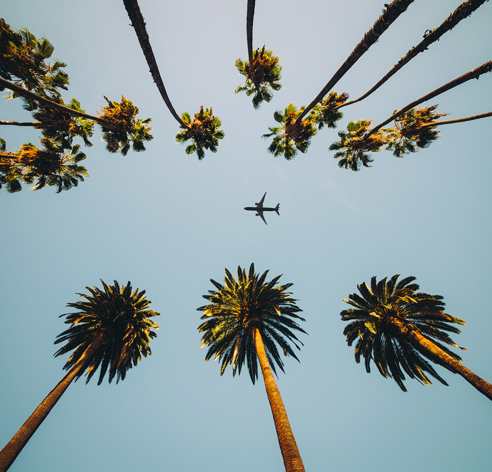 ground view of airplane flying over palm trees